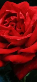 Da mesaj daca te regasesti caut travestitul ala frumusel papusel frumos - imagine 1