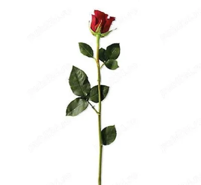 Gentleman interesat de o relatie discreta