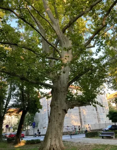 Prieten la nevoie